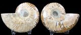 Sliced Fossil Ammonite Pair - Agatized #39592-1